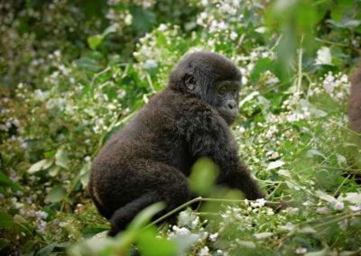 Safari – die letzten Berggorillas in Uganda