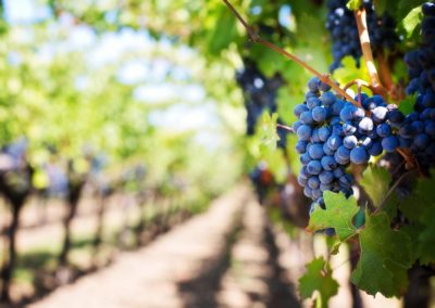 Samstag, 03.08.2019 Insel Reichenau – Wein- und Fischerfest