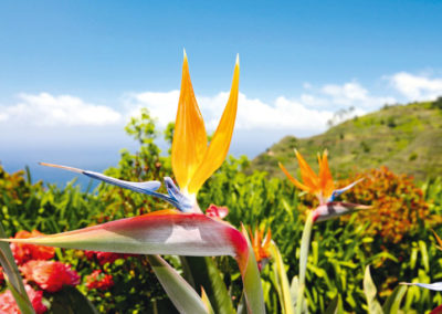 Alleinreise Madeira