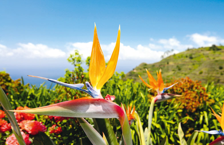 Alleinreise Madeira