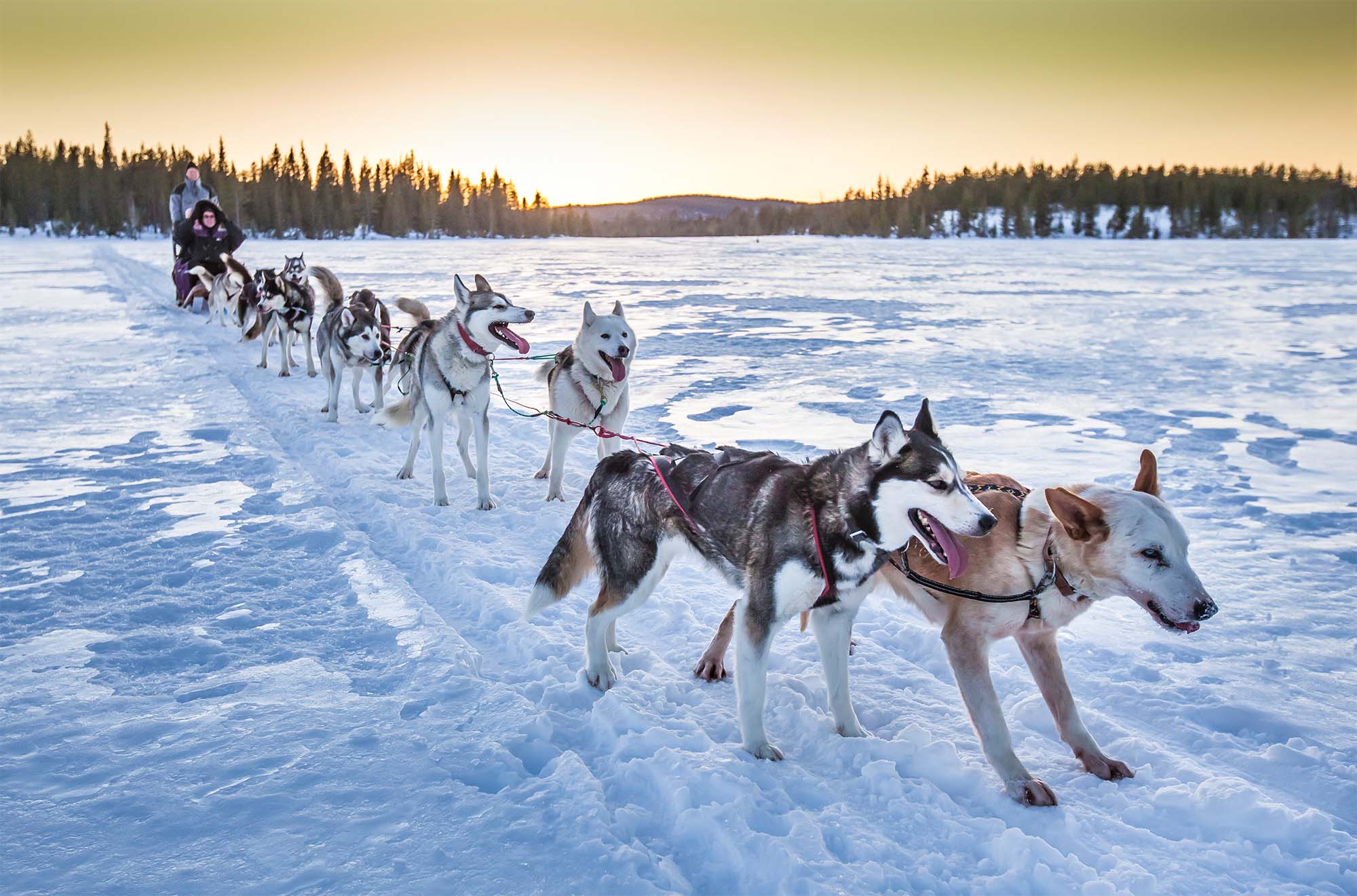 Husky_Lappland